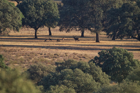 Deer in the National Park Hoge Veluwe in the Netherlandsの写真素材