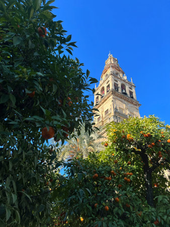 Tangerine tree and bell tower of the Cathedral of Sevilleの写真素材