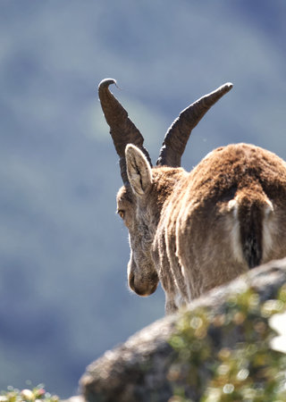 Alpine Ibex (Capra ibex) in the mountains