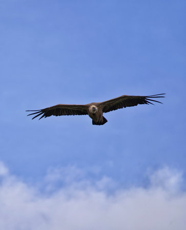 Griffon vulture (Gyps fulvus) in flightの写真素材