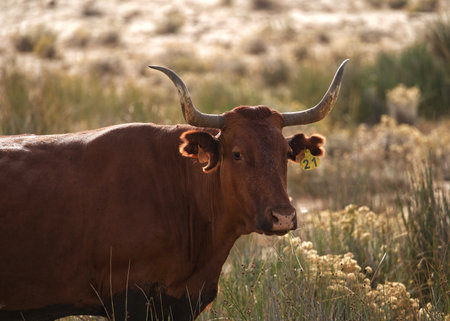 Brown cow with long horns in the meadow on a sunny day