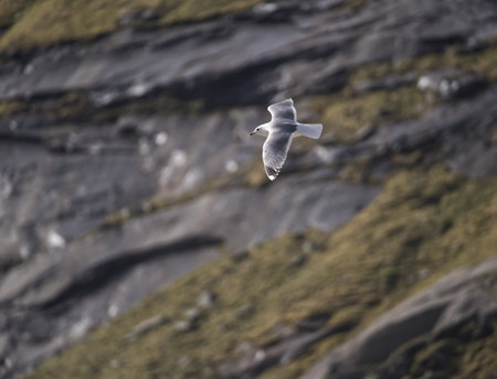 Seagull flying in the air over a rock in Scotland.の写真素材