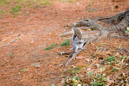 Squirrel in the forest on a tree branch, close-upの写真素材