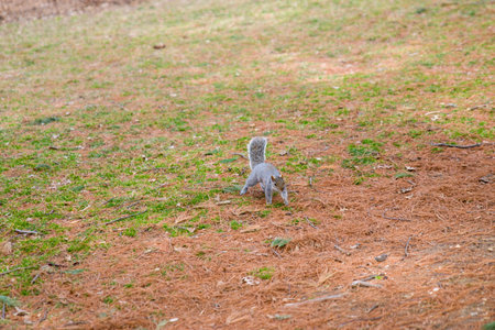 Squirrel on the ground in the park. Wild animals in the park.の写真素材