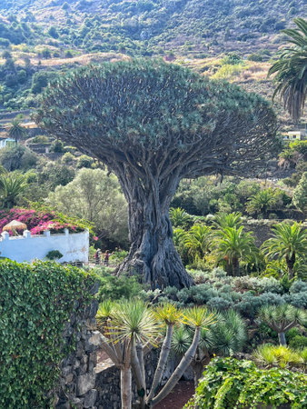 Dragon tree in Tenerife, Canary Islands, Spain. Beautiful natural landscape.の写真素材