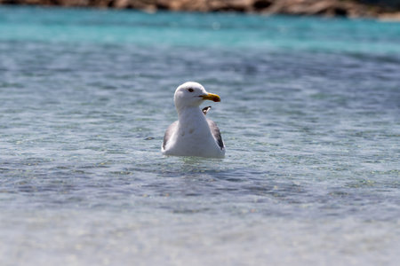 Seagull on the beach in the Cayo Largo, Cuba