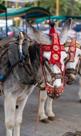 Donkeys in the streets of the city of Limassol in Cyprusの写真素材
