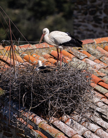 White stork in a nest on the roof of an old houseの写真素材