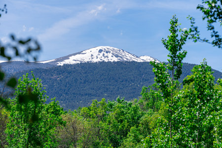 Mountain landscape in the spring. Green forest and snow-capped peak.の写真素材