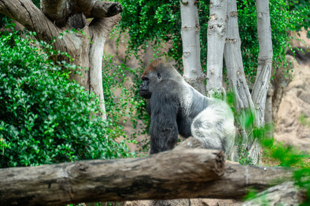 Western lowland gorilla in the forest. Western Lowland Gorilla