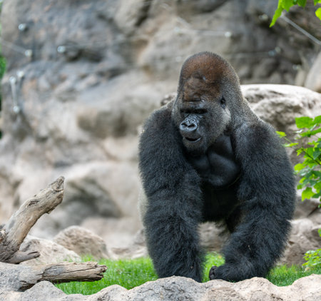 Western Lowland Gorilla (Gorilla gorilla gorilla gorilla)