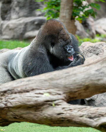 Western Lowland Gorilla (Gorilla gorilla gorilla gorilla)