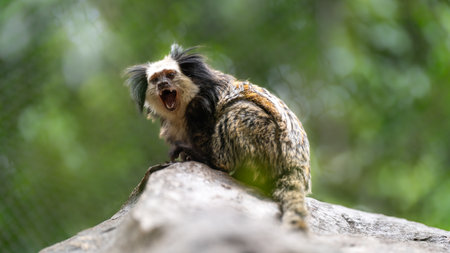 Cute marmoset sitting on a tree branch and yawning