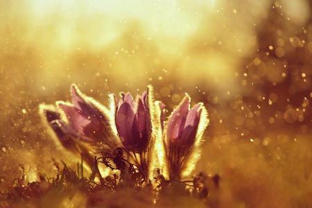 Tiny purple flowersの写真素材