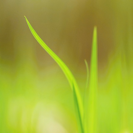 Blade of grass