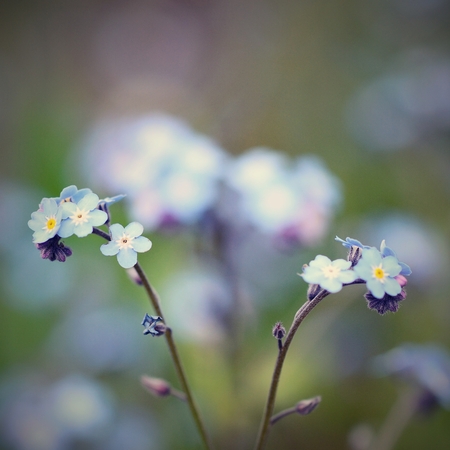 Tiny flowersの写真素材