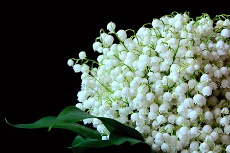 Tiny white flowersの写真素材