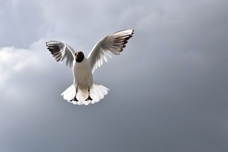Seagull in the skyの写真素材