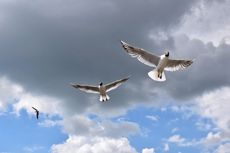 Seagulls in the sky