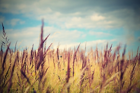 Grass