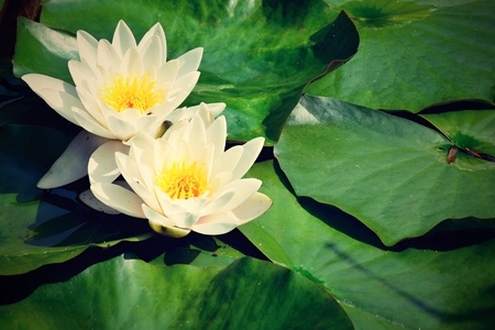 Lotus flowersの写真素材