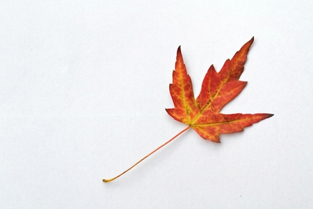Fallen maple leafの写真素材