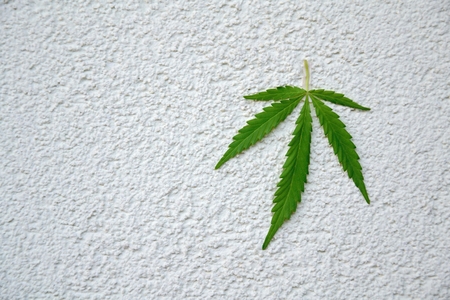 Green maple leafの写真素材