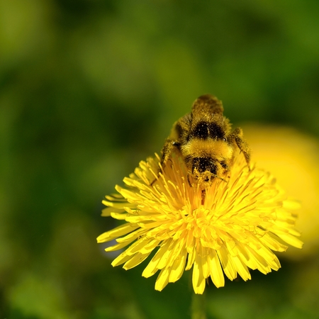 bumblebee on a flower