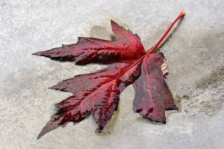 Red maple leaf in water