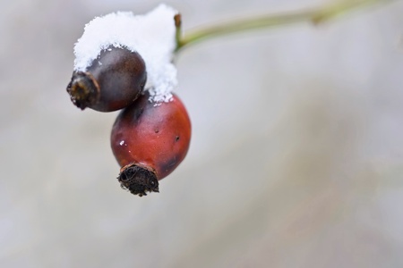Snowy rosehip berriesの写真素材
