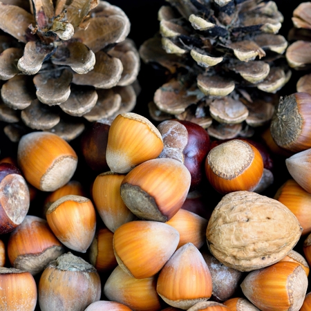 Walnuts, chestnuts and pine conesの写真素材