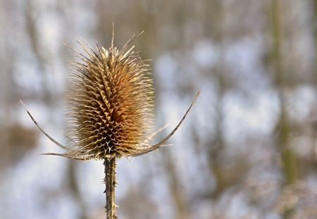 Frosted thistleの写真素材