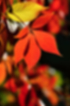 Blurred autumn backgroundの写真素材