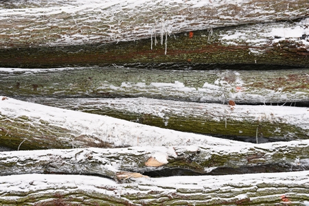 Felled trees in winterの写真素材