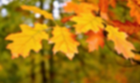 Blurred autumn backgroundの写真素材