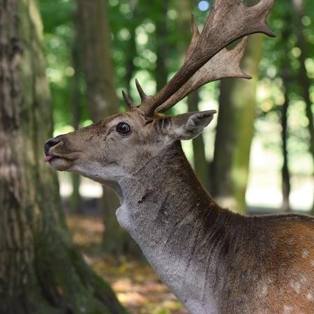 Fallow deerの写真素材