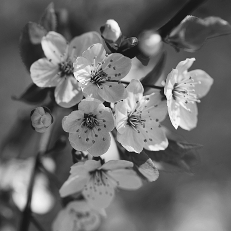 Beautiful flowering Japanese cherry sakuraの写真素材