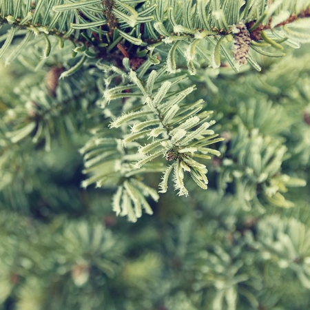 Frost on branchesの写真素材