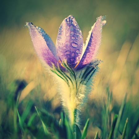 Blooming purple pasque-flower
