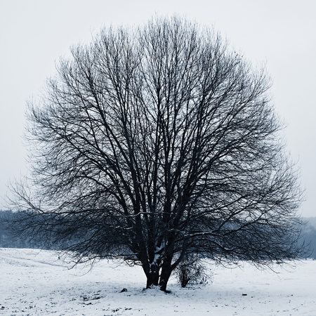 Tree in winterの写真素材