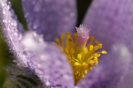 Blooming purple pasque-flower