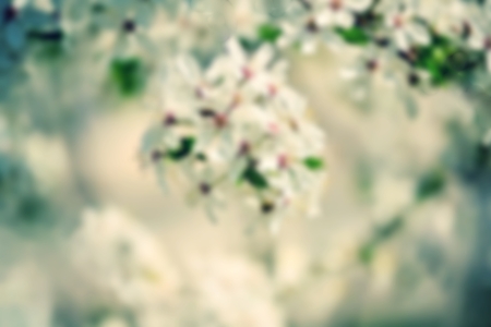 Blurry spring backgroundの写真素材