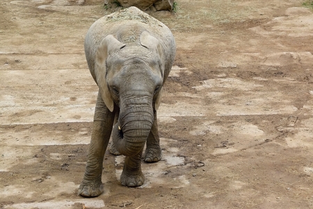 Elephantの写真素材