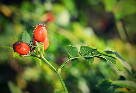 Rose bush with berriesの写真素材