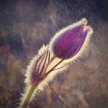 Blooming purple pasque-flower at sunset