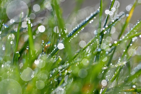 Dew on the grassの写真素材