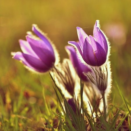 Blooming purple little furry pasque-flower at sunset