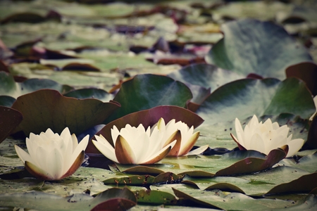 White water lily in a pondの写真素材