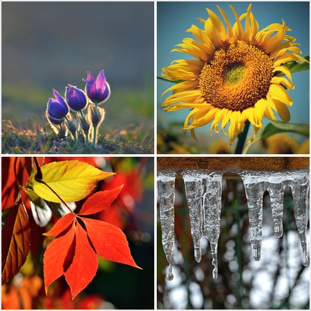 Four seasons collage: Spring, summer, autumn, winterの写真素材
