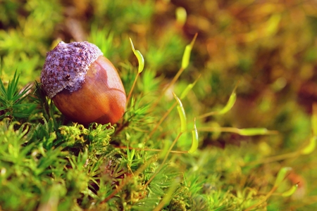 Acorn in mossの写真素材